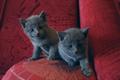 Продам котят русской голубой кошки