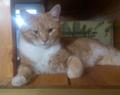 Котенку нужен дом