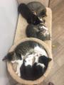 Прекрасные котята ищут дом