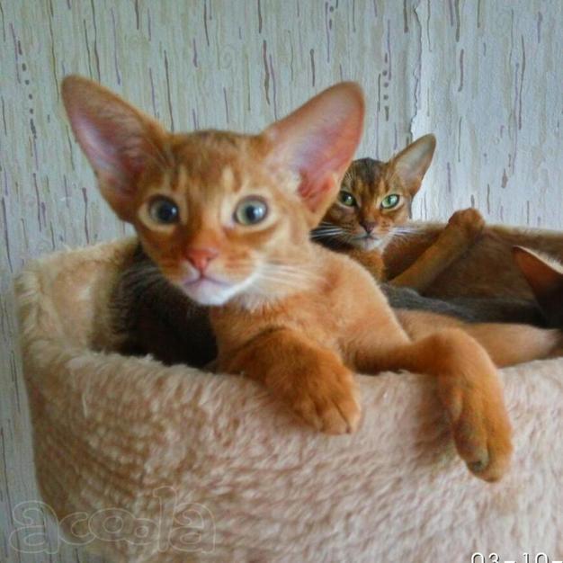 Абиссинский клубный мальчик