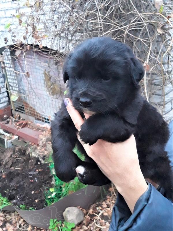 Отдам щенка мальчика в хорошие руки возраст 2 мес