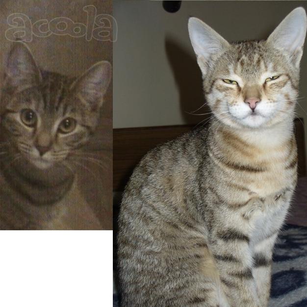 Отдал. Котёнок-кошка Jungle Cat