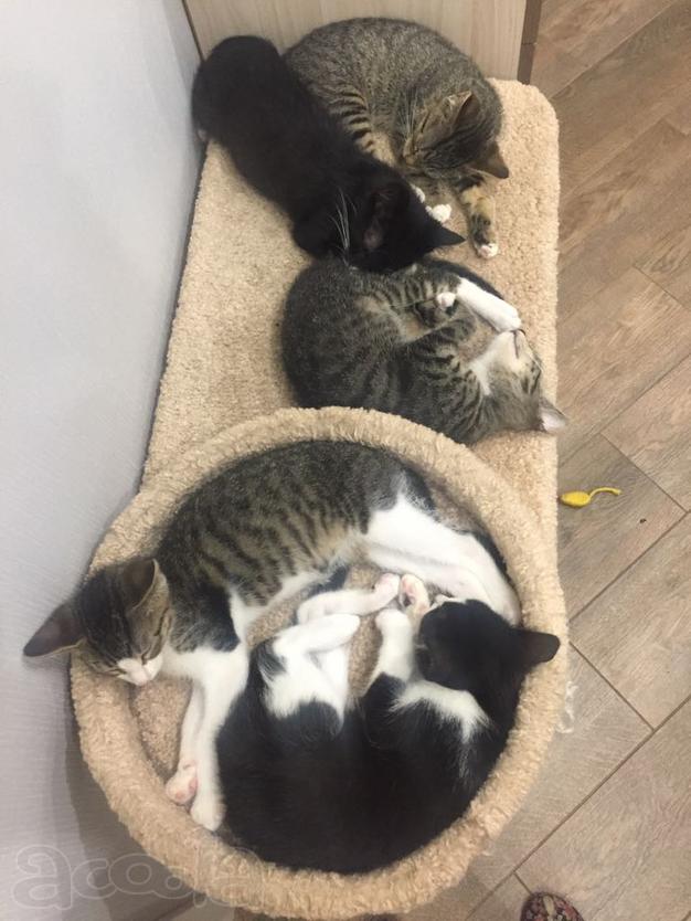 Прекрасные котята ищут дом
