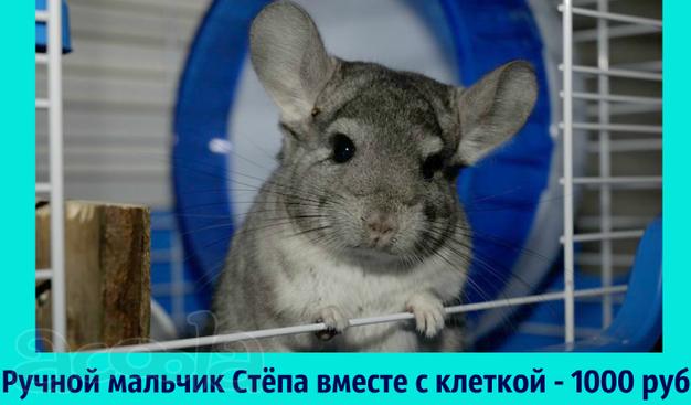 Шиншилла с клеткой
