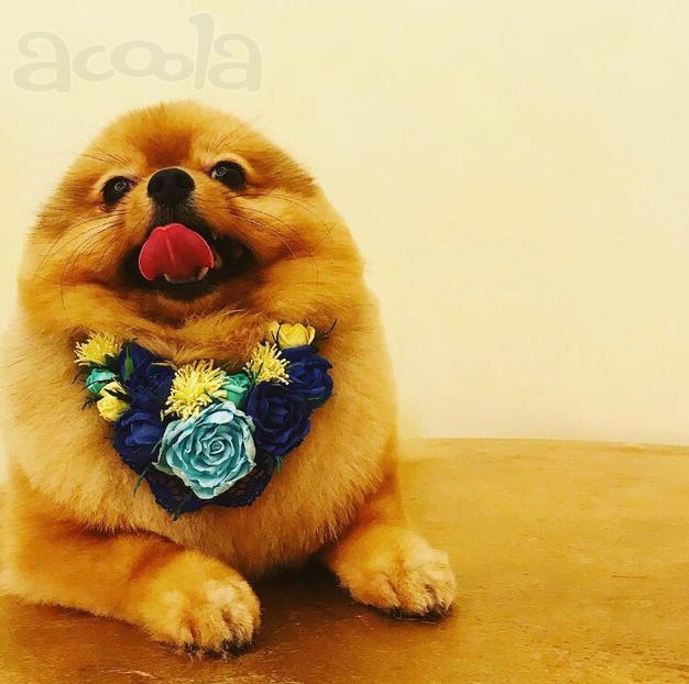 Стрижка собак и кошек. Выезд на дом.