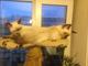 Котята с МИНИ ХВОТИКАМИ