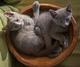Продам котят русской голубой кошки