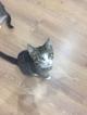 Прекрасные котята ищут дом