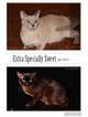 Бурманские котята