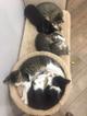 Прекрасные котята ищут дом