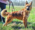 Джек собака молодой кобель мальчик рыжий белый цвет