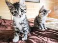 Котенок девочка мальчик серый белый чёрный полосатый