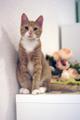 Котенок рыжий Абрикос мальчик в добрые руки