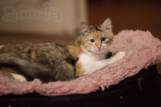Кошка котенок Мура цвет рыжый чёрный серый белый