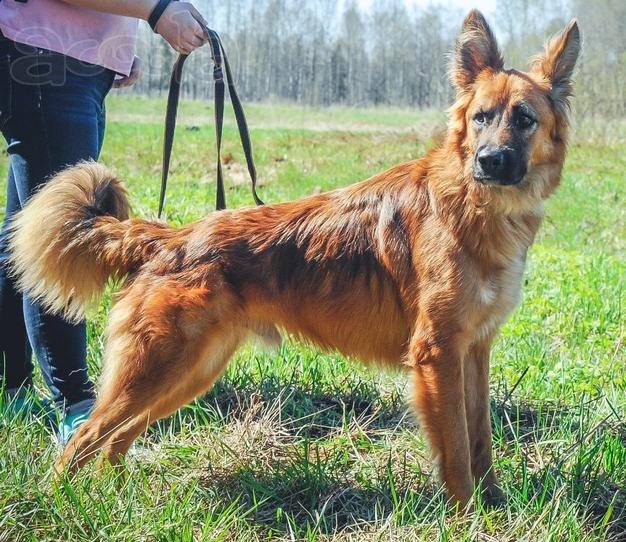 Джек собака молодой кобель мальчик рыжий белый цвет
