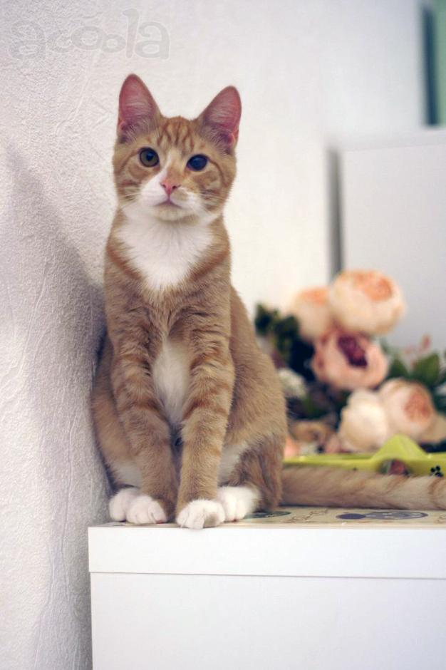 Котенок рыжий Абрикос мальчик в добрые руки