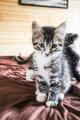 Котенок девочка мальчик серый белый чёрный полосатый