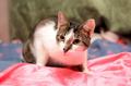 Умнейший котик Гриша в добрые руки!