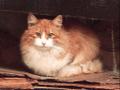 Молодая кошечка (ей чуть меньше года) редкой красоты ищет теплый дом и заботливых хозяев!