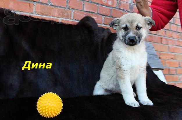 Очаровательные, милые щенки ИЩУТ ДОМ  и ЛЮБЯЩУЮ СЕМЬЮ!