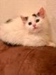 Дорогие друзья, пристраиваются два миленьких котёночка!