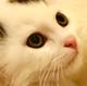 Дорогие друзья, пристраиваются два миленьких котёночка!