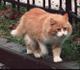 Молодая кошечка (ей чуть меньше года) редкой красоты ищет теплый дом и заботливых хозяев!