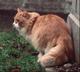 Молодая кошечка (ей чуть меньше года) редкой красоты ищет теплый дом и заботливых хозяев!