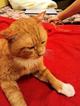 Ищет дом замуррчательный котик Рыжий или Рыжик!