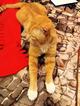 Ищет дом замуррчательный котик Рыжий или Рыжик!