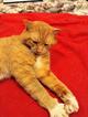 Ищет дом замуррчательный котик Рыжий или Рыжик!