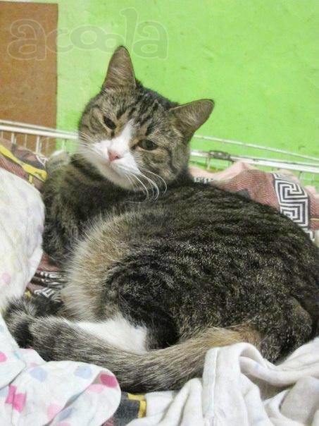 Кот Боб в добрые руки