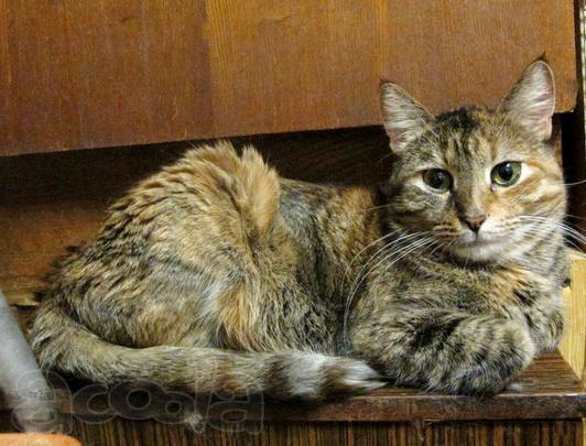 Кошечка Дворянка в хорошие руки