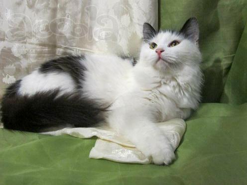 Кошка Маруся в добрые руки