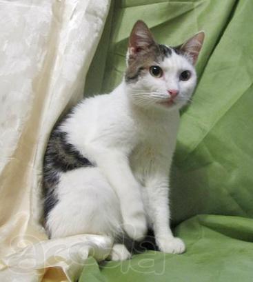 Кошка Муся ищет дом