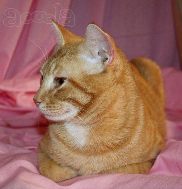Котик Светик ищет дом