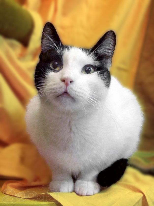 Кот Угрюменький