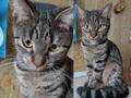 Аленка котенок подросток ищет дом