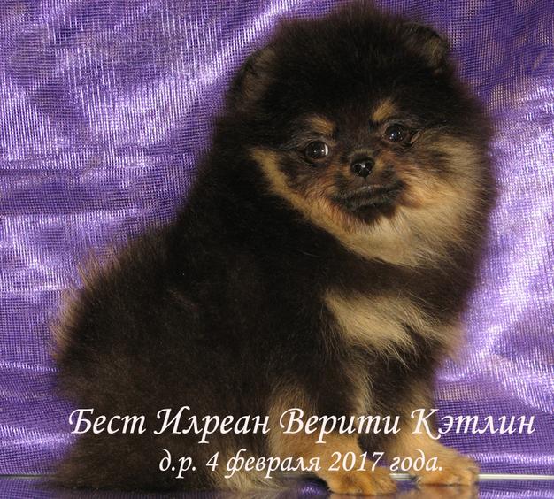 Померанский шпиц щенки