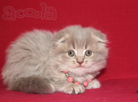 Самый красивый котенок
