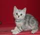 Самый красивый котенок