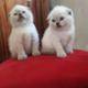 Гламурные котята фолд