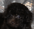 Той-пудель щенки - шоколадные. СПб