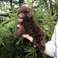 Той-пудель щенок мальчик шоколадный. СПб