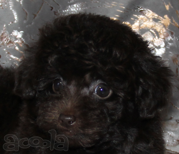 Той-пудель щенки - шоколадные. СПб