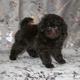 Той-пудель щенки - шоколадные. СПб
