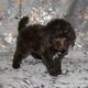 Той-пудель щенки - шоколадные. СПб