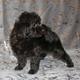 Той-пудель щенки - шоколадные. СПб