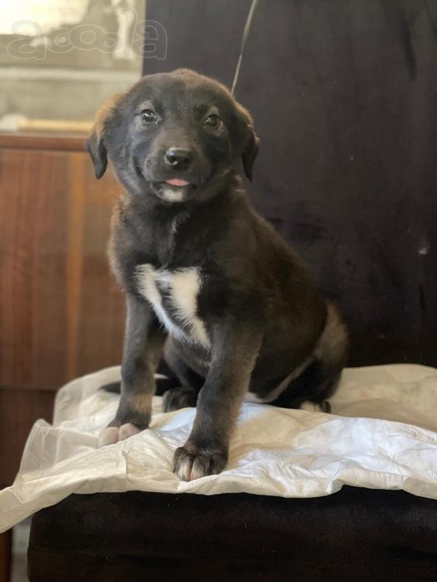 Две очаровательные малышки-щеночки в дар