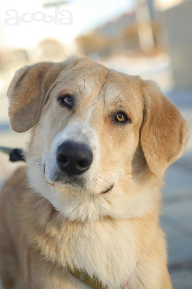 Красивые пёс Федор в добрые руки